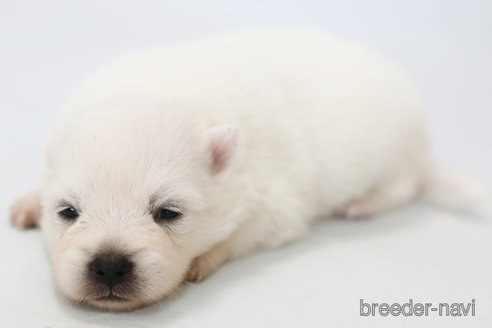 成約済の神奈川県の日本スピッツ-312304の1枚目